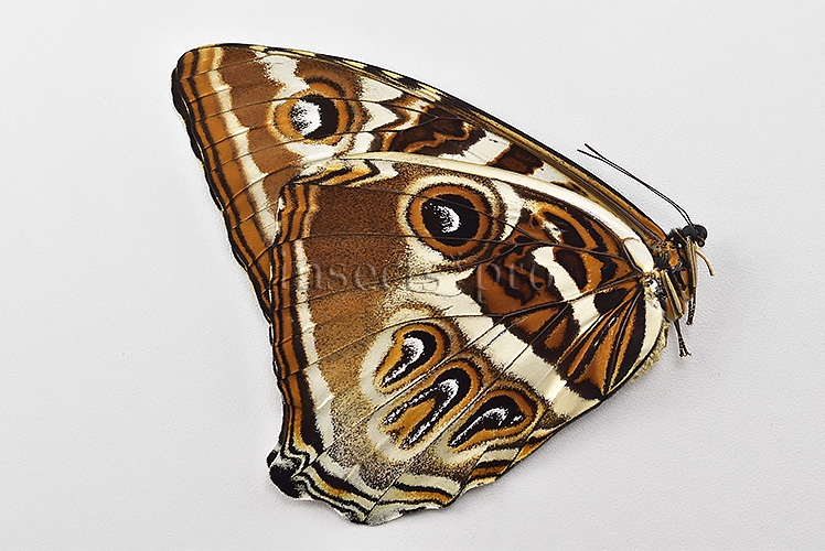 Morpho cisseis jeannoti A1 ♀ - Image 2