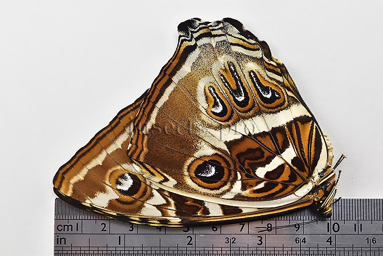 Morpho cisseis jeannoti A1 ♀ - Image 3