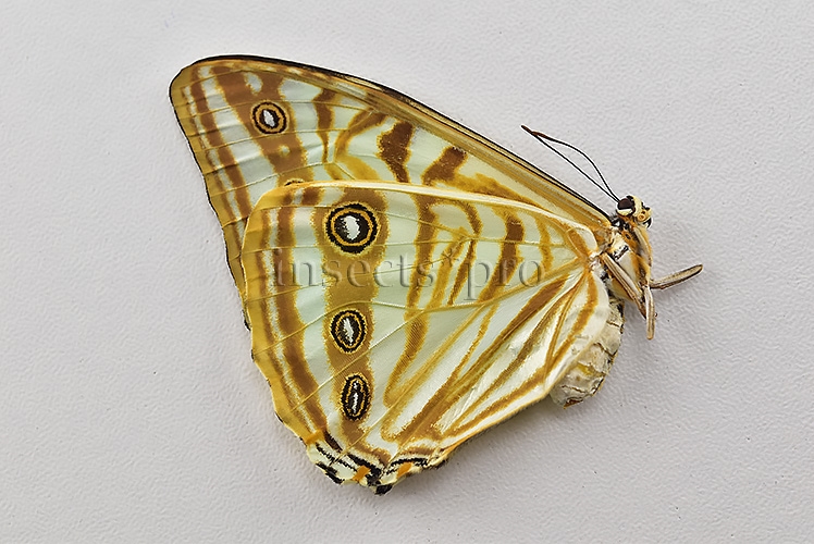 Morpho zephyritis zephyritis A1 ♀ - Image 2