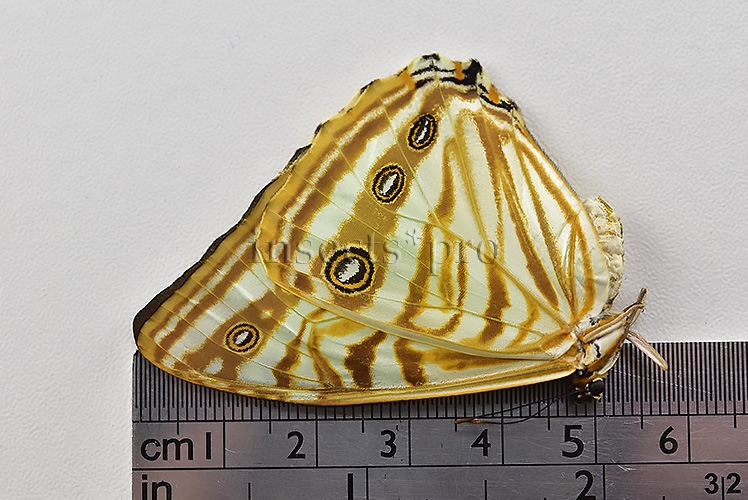 Morpho zephyritis zephyritis A1 ♀ - Image 3