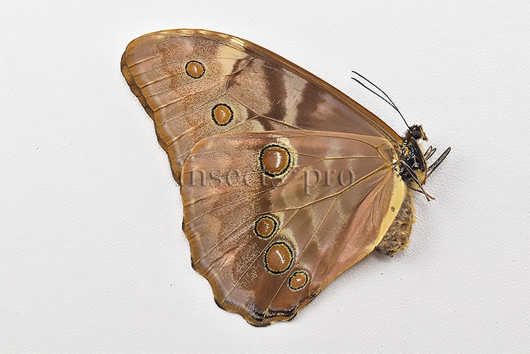Morpho aurora aureola A1 ♀ - Image 2