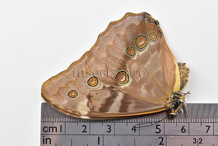 Morpho aurora aureola A1 ♀ - Image 3