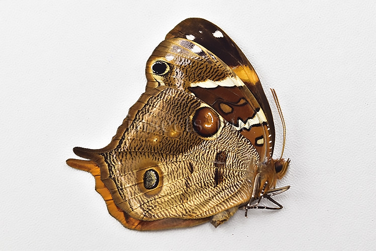 Opoptera aorsa ssp. A1 ♀ NEW SSP.? - Image 2