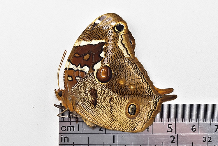 Opoptera aorsa ssp. A1 ♀ NEW SSP.? - Image 3