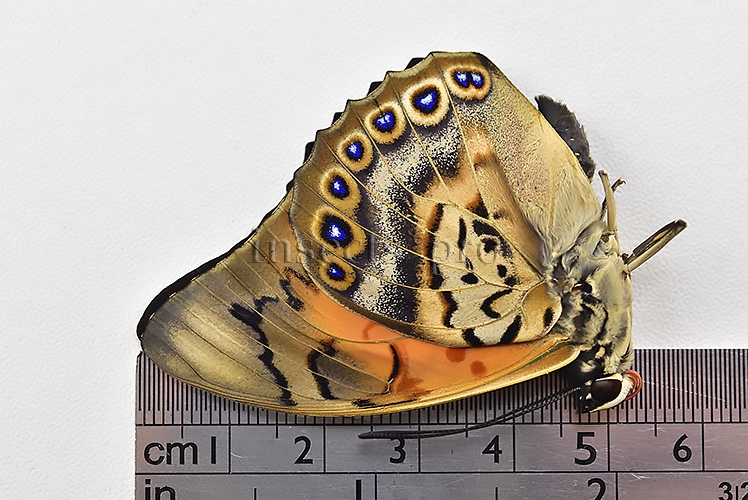 Agrias claudina lugens x Prepona sp. A1 ♂ - Image 2