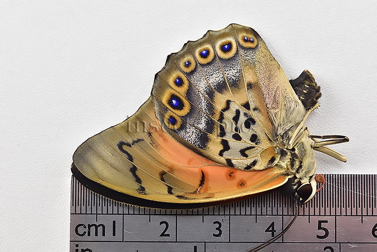 Agrias claudina lugens x Prepona sp. ♂ - Image 2