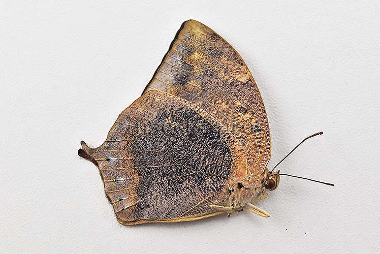 Anaea ryphea ryphea A1 ♀ - Image 2