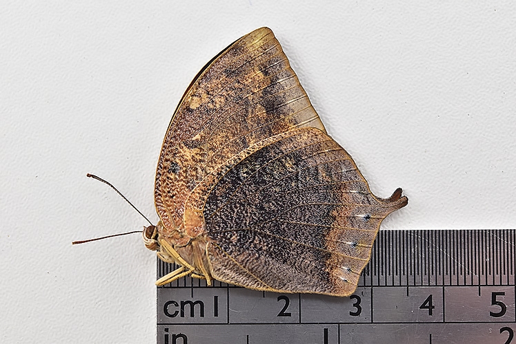 Anaea ryphea ryphea A1 ♀ - Image 3