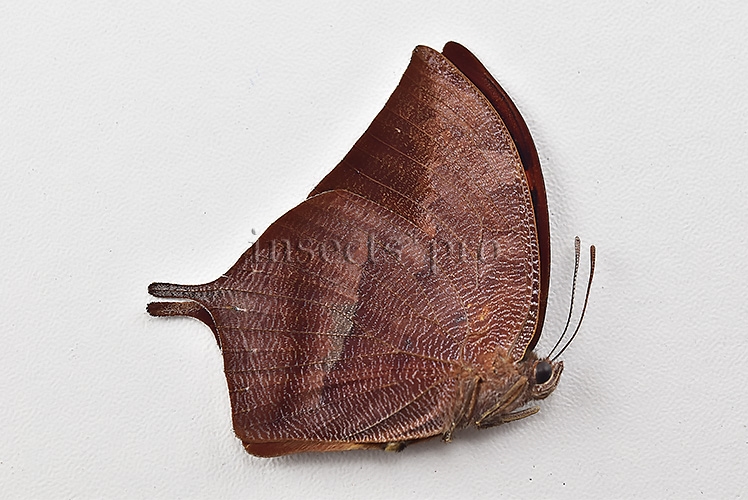 Anaea titan ssp. A1 ♂ - Image 2