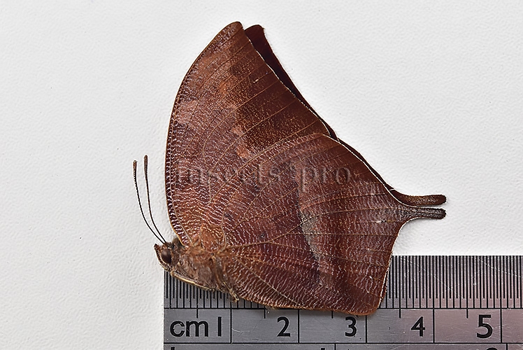 Anaea titan ssp. A1 ♂ - Image 3