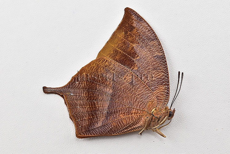Anaea titan caudata A1 ♀ - Image 2