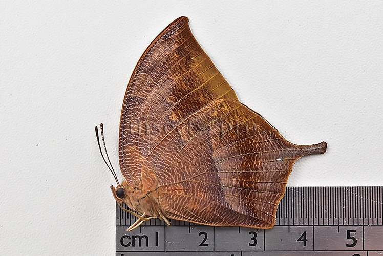 Anaea titan caudata A1 ♀ - Image 3