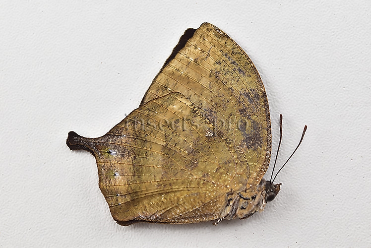 Anaea morvus ♀ - Image 2