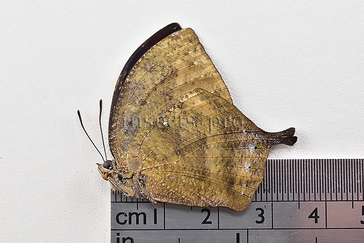 Anaea morvus ♀ - Image 3