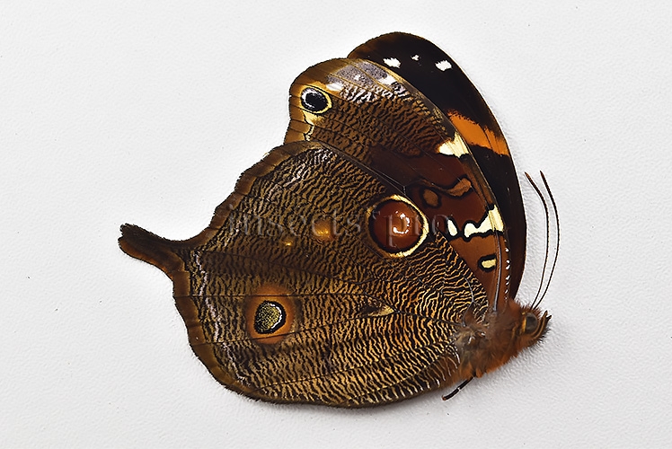 Opoptera aorsa ssp. A1 ♂ - Image 2