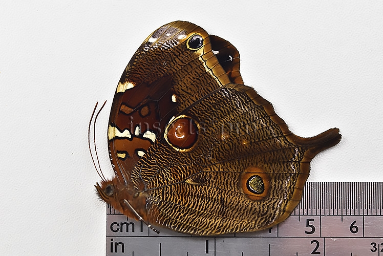 Opoptera aorsa ssp. A1 ♂ - Image 3