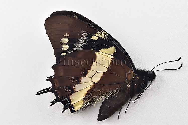 Pterourus cacicus inca A1 ♂ - Image 2
