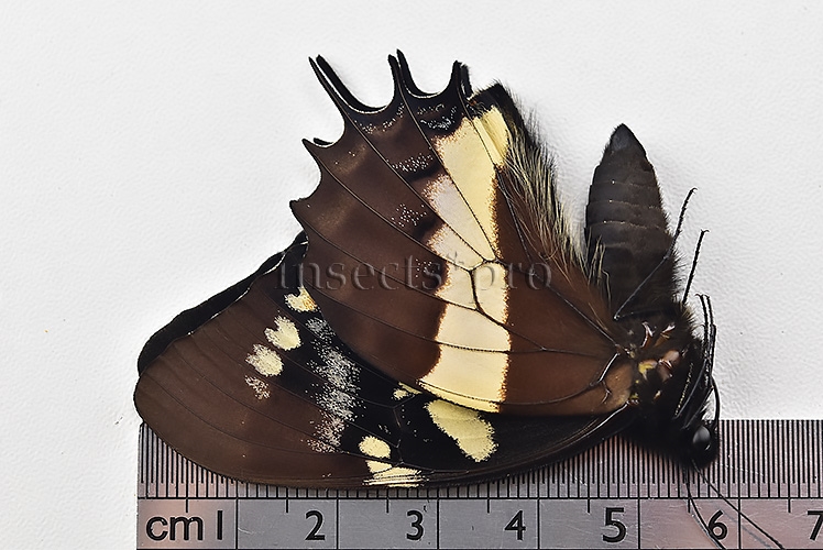 Pterourus cacicus inca A1 ♂ - Image 3