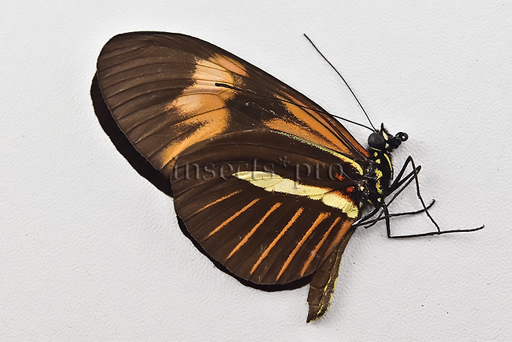 Heliconius melpomene amaryllis x aglaope f. pseudopenelamanda ♂ HYBRID* WILD CAUGHT SPECIMEN - Image 2
