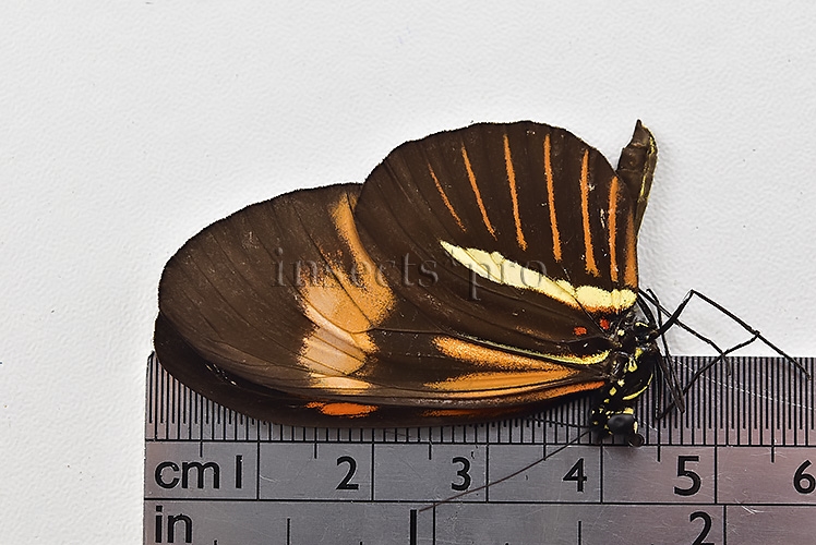 Heliconius melpomene amaryllis x aglaope f. pseudopenelamanda ♂ HYBRID* WILD CAUGHT SPECIMEN - Image 3