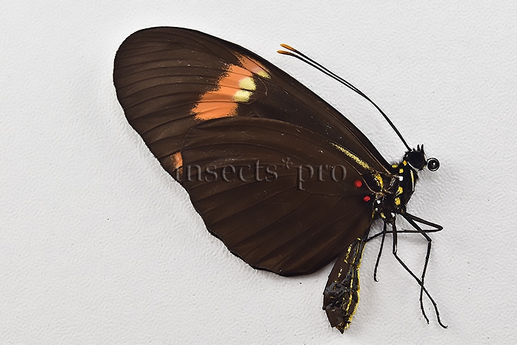 Heliconius melpomene amaryllis x aglaope ♂ HYBRID* "KARSCHI" WILD CAUGHT SPECIMEN - Image 2