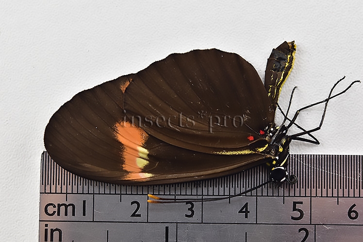Heliconius melpomene amaryllis x aglaope ♂ HYBRID* "KARSCHI" WILD CAUGHT SPECIMEN - Image 3