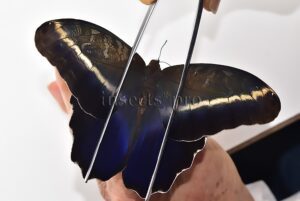 Caligo superbus A1 ♂