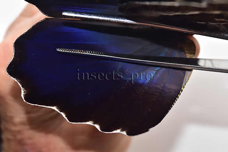 Caligo superbus A1 ♂ - Image 4