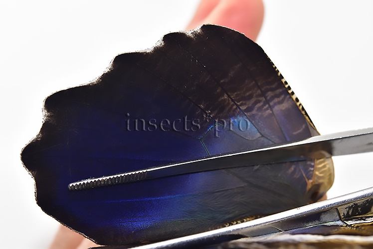 Caligo superbus A1 ♂ - Image 5