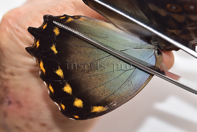 Morpho amphitryon cinereus A1 ♂ - Image 4