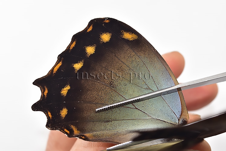 Morpho amphitryon cinereus A1 ♂ - Image 5