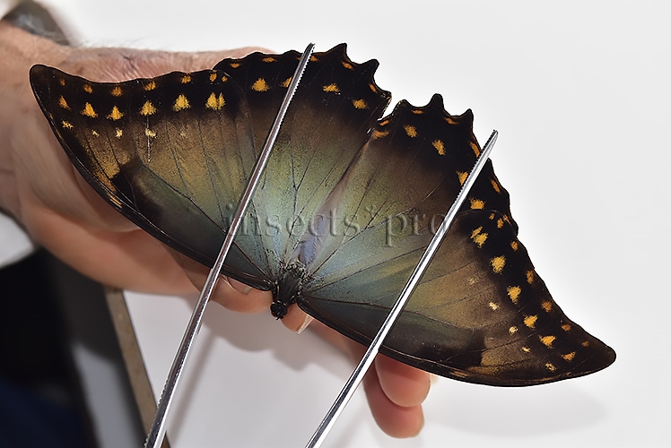Morpho amphitryon cinereus A1 ♂