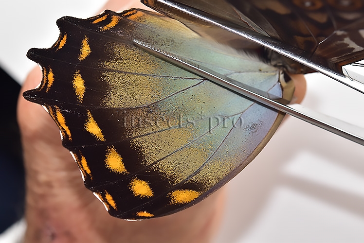 Morpho amphitryon cinereus A1 ♂ - Image 4