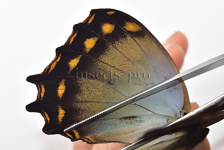 Morpho amphitryon cinereus A1 ♂ - Image 5