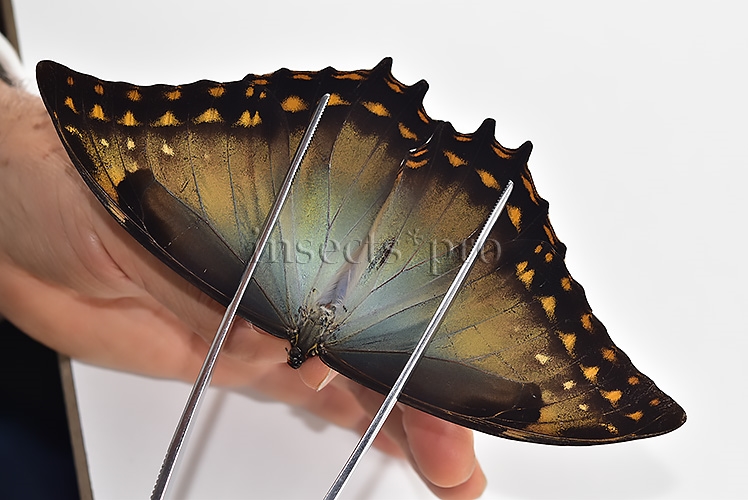 Morpho amphitryon cinereus A1 ♂ - Image 6