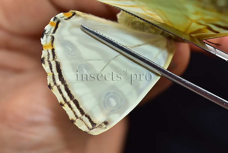Morpho zephyritis zephyritis A1 ♀ - Image 4