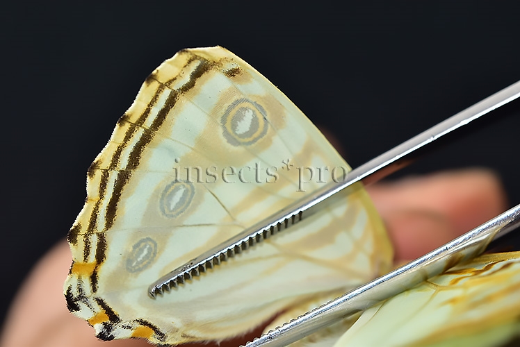 Morpho zephyritis zephyritis A1 ♀ - Image 5