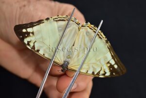 Morpho zephyritis zephyritis A1 ♀