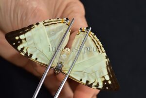 Morpho zephyritis zephyritis A1 ♀