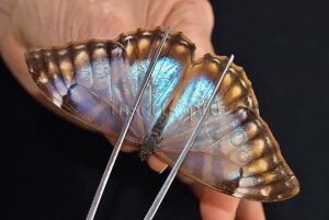 Morpho aurora aureola ♀