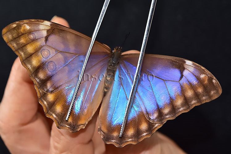 Morpho aurora aureola A1 ♀ - Image 6