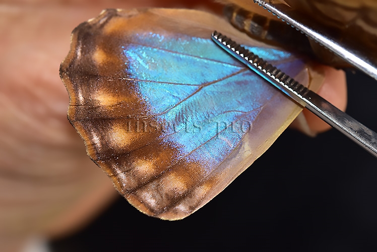Morpho aurora aureola A1 ♀ - Image 4
