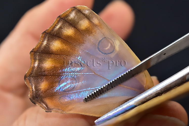 Morpho aurora aureola A1 ♀ - Image 5