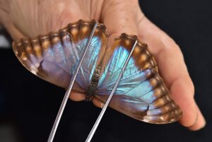 Morpho aurora aureola A1 ♀