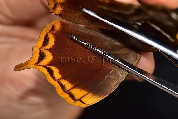 Opoptera aorsa ssp. A1 ♀ NEW SSP.? - Image 4