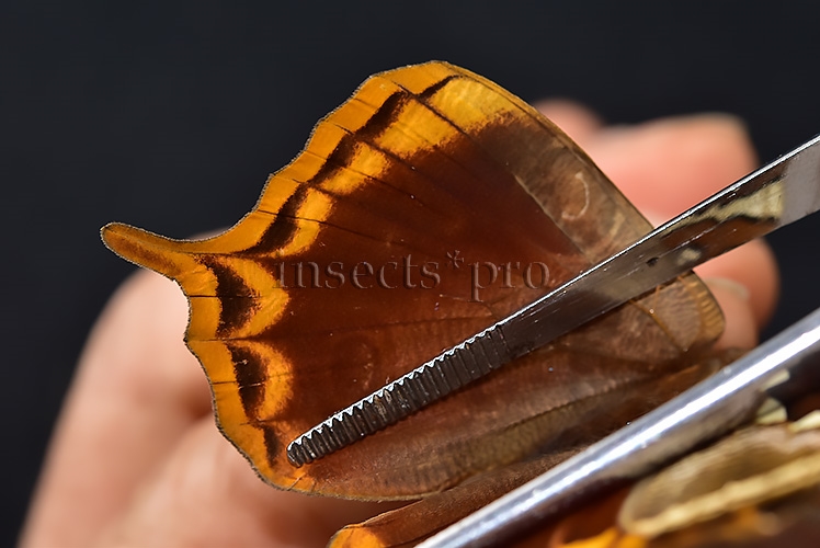 Opoptera aorsa ssp. A1 ♀ NEW SSP.? - Image 5