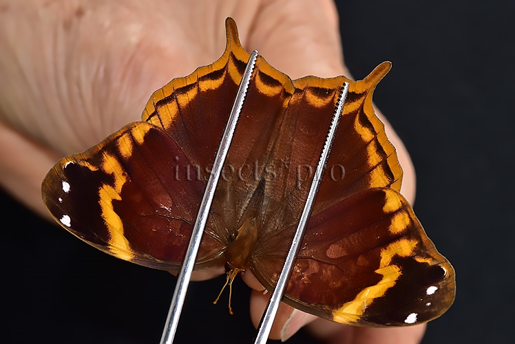 Opoptera aorsa ssp. A1 ♀ NEW SSP.?