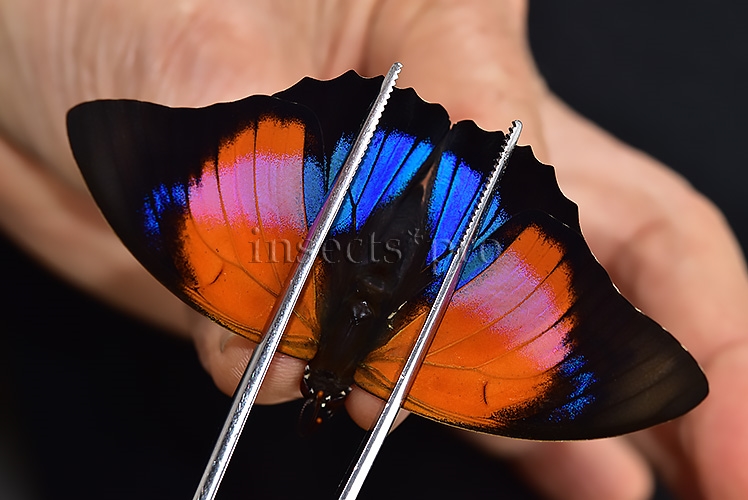 Agrias claudina lugens x Prepona sp. A1 ♂