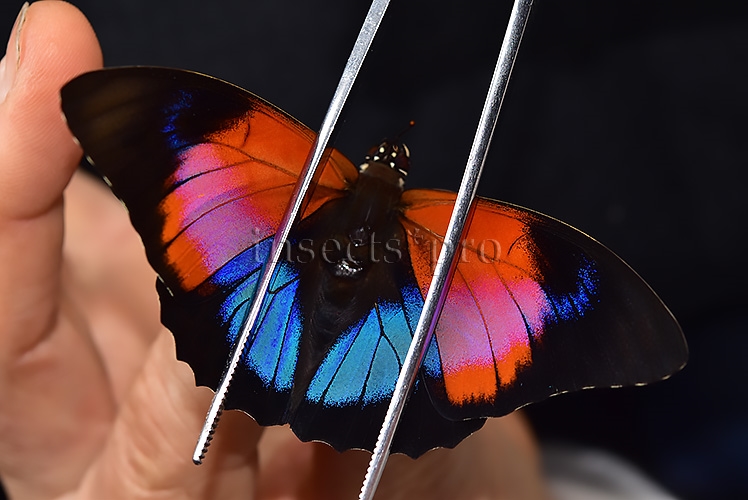 Agrias claudina lugens x Prepona sp. A1 ♂ - Image 5