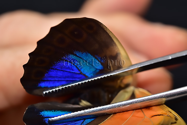 Agrias claudina lugens x Prepona sp. ♂ - Image 4
